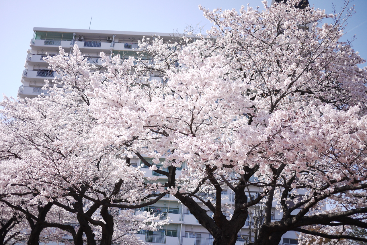 国立駅前・大学通りの桜