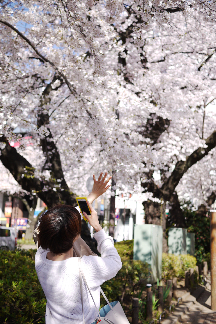 国立駅前・大学通りの桜