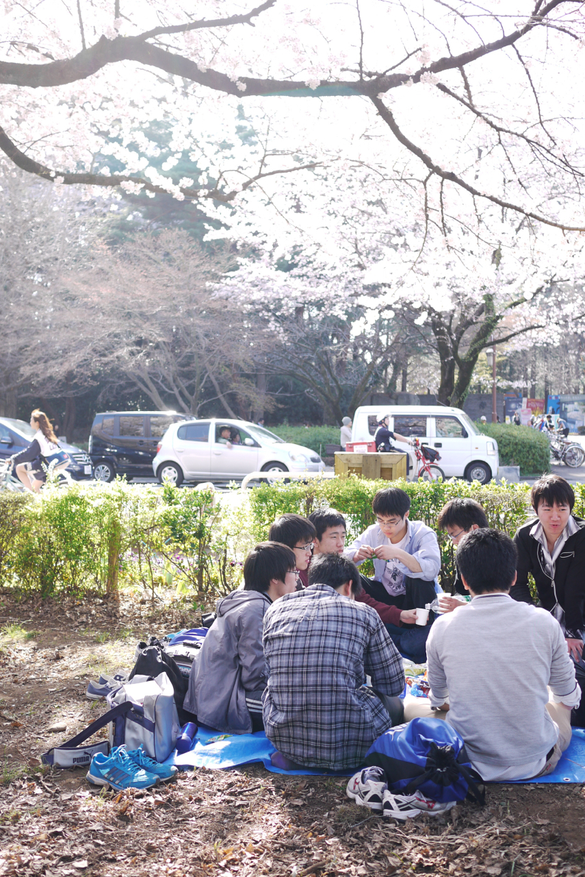 国立駅前・大学通りの桜