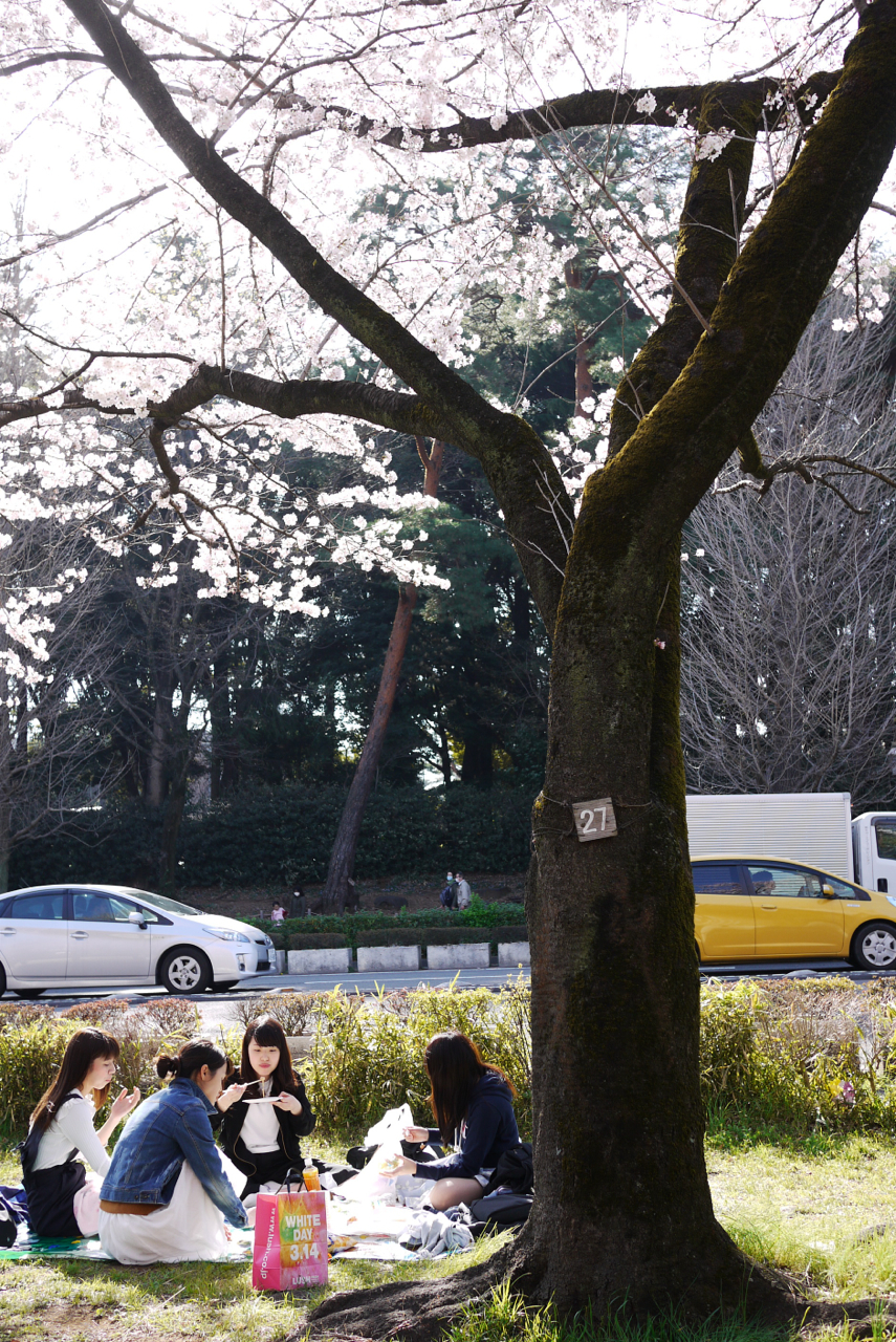 国立駅前・大学通りの桜