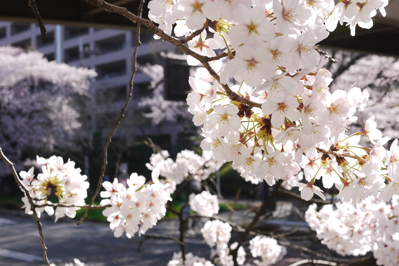 国立駅前・大学通りの桜