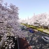 国立駅前・大学通りの桜