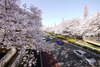 国立駅前・大学通りの桜