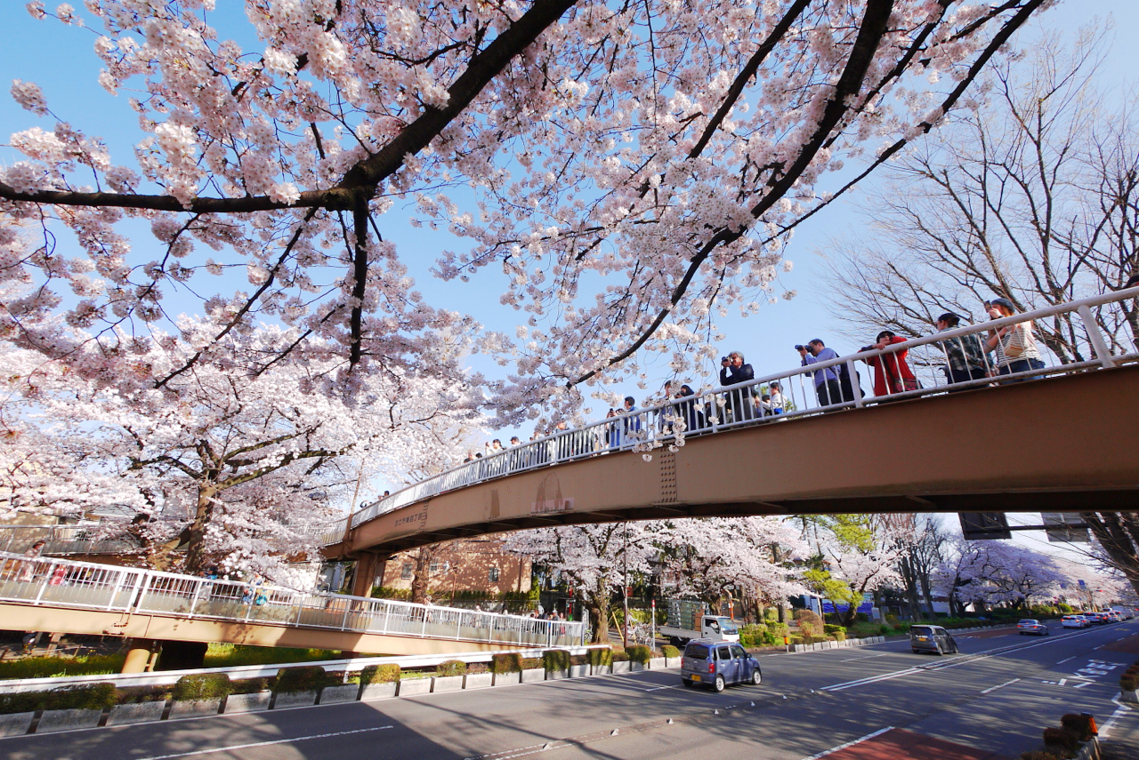 国立駅前・大学通りの桜