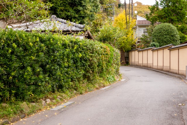 明月院脇の道路