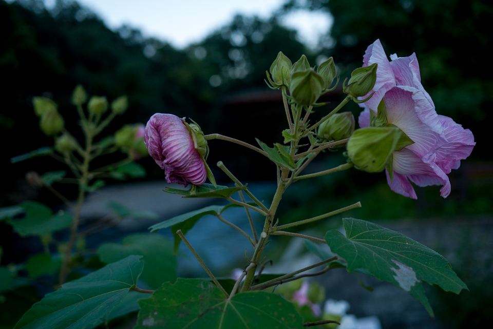 高麗川脇に咲いてた花（酔芙蓉）