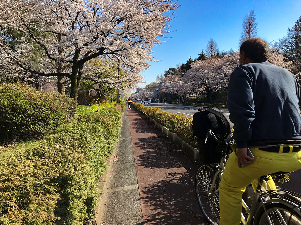 国立市の桜