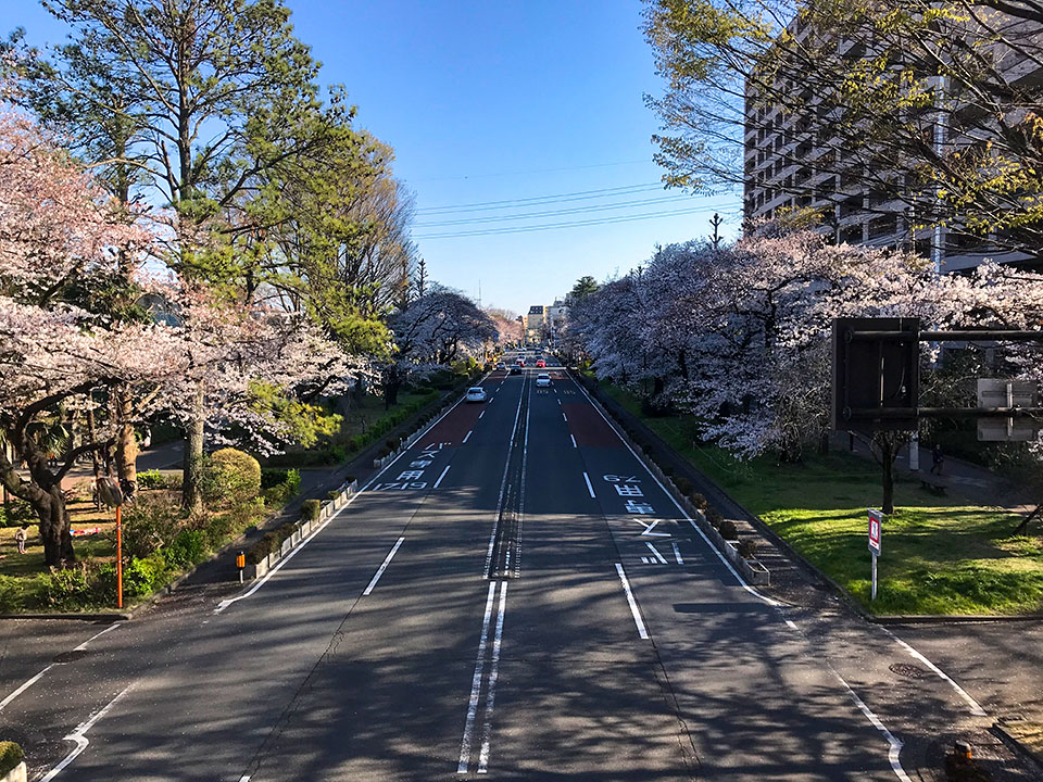 国立市の桜