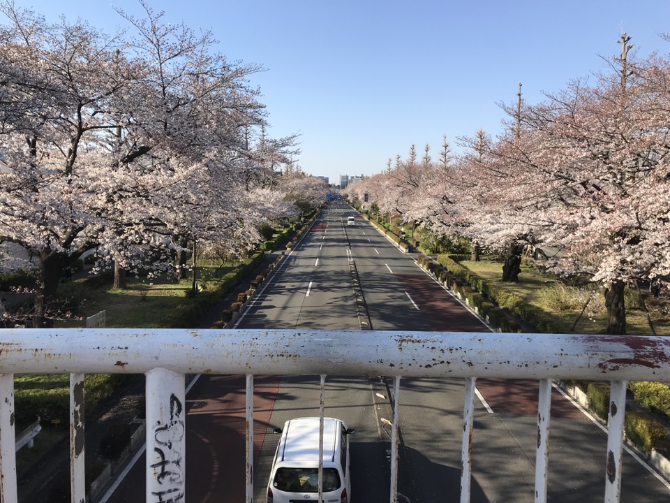 国立市の大学通りの桜並木