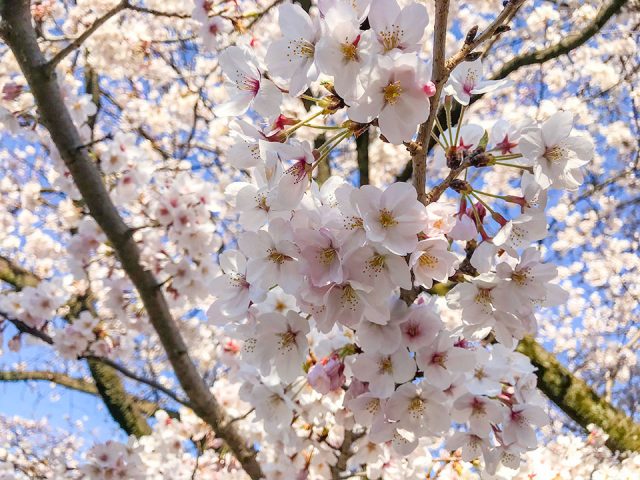 国立市の桜