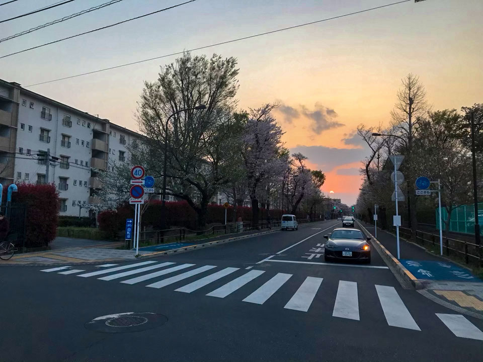 国立の桜並木と夕日