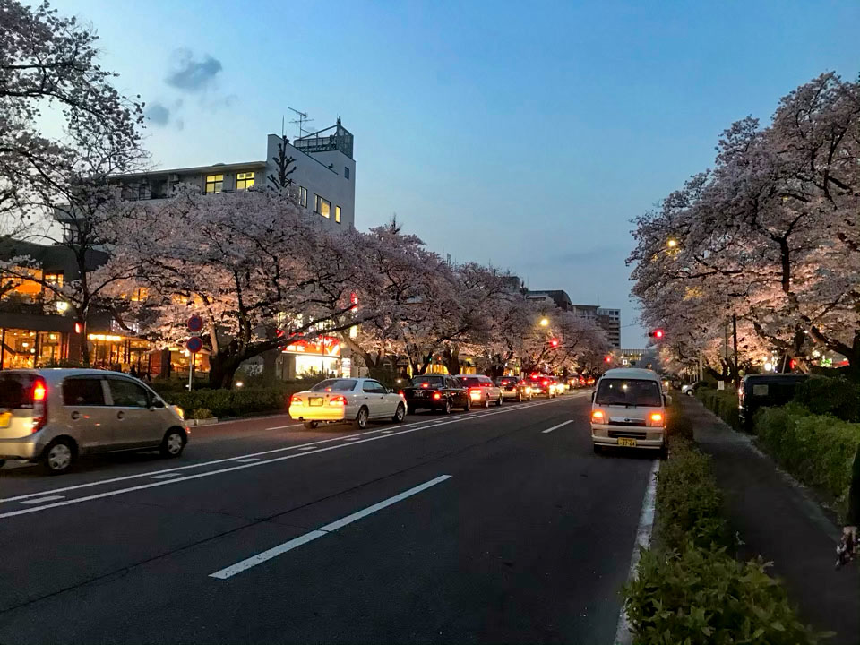 国立駅南口の桜並木