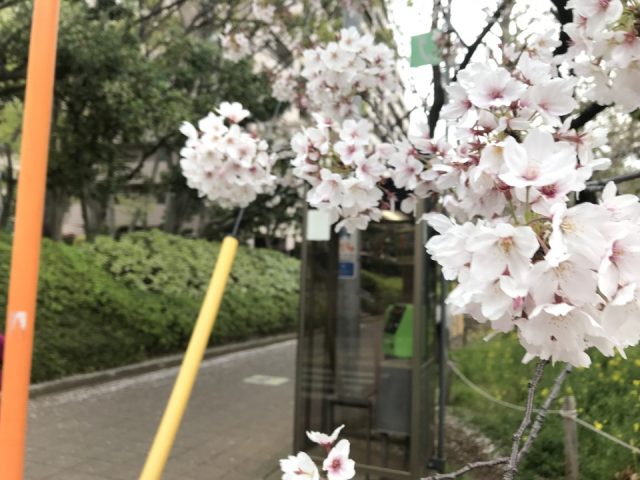 桜の木