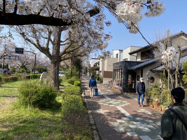 桜がきれいな国立市の大学通り