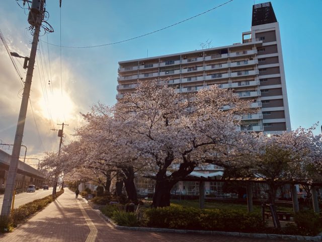 桜の木