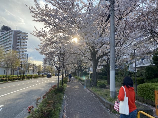 国立市北の桜