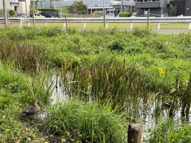 ママ下湧水公園の鴨