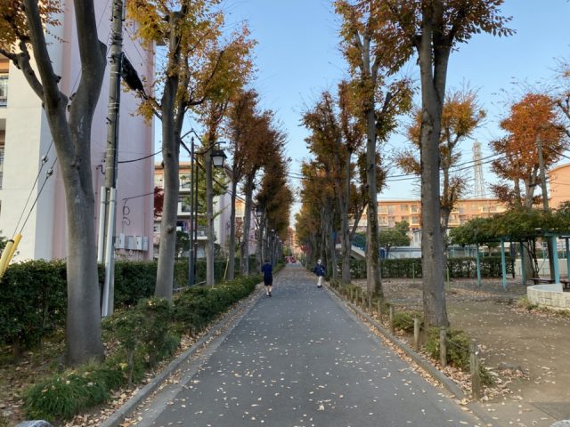 富士見台団地のジャンボ公園の並木道