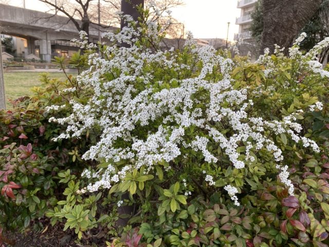 白柳の花