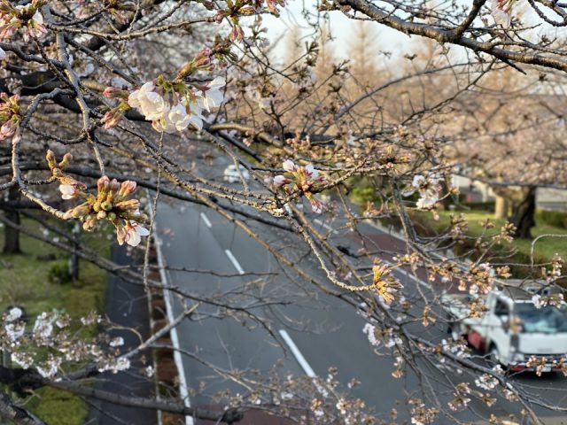 国立市の大学通りの桜