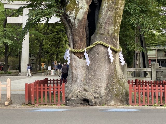 大國魂神社のケヤキ