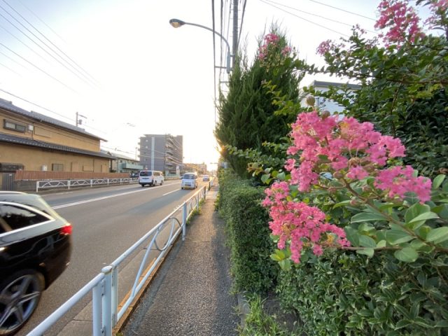 国立市の甲州街道