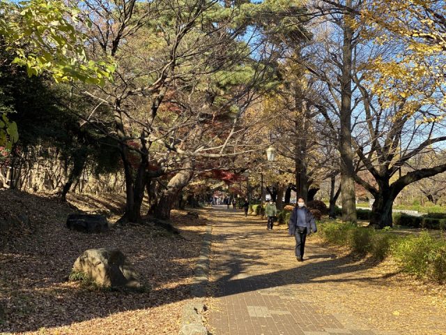 国立市の銀杏並木