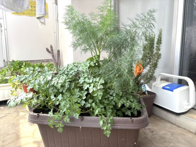 ディルとイタリアンパセリの寄せ植え
