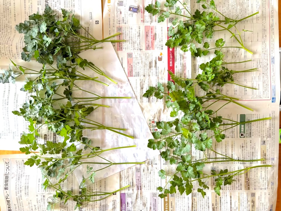 収穫したイタリアンパセリ