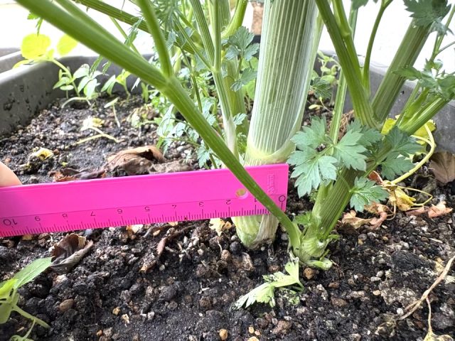 2cmの太さに育ったディルの茎