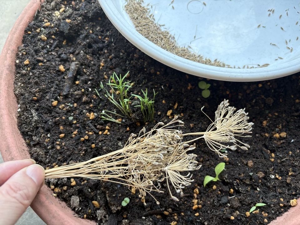 ディルの種を採取したところ