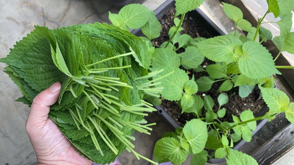 エゴマの葉を収穫