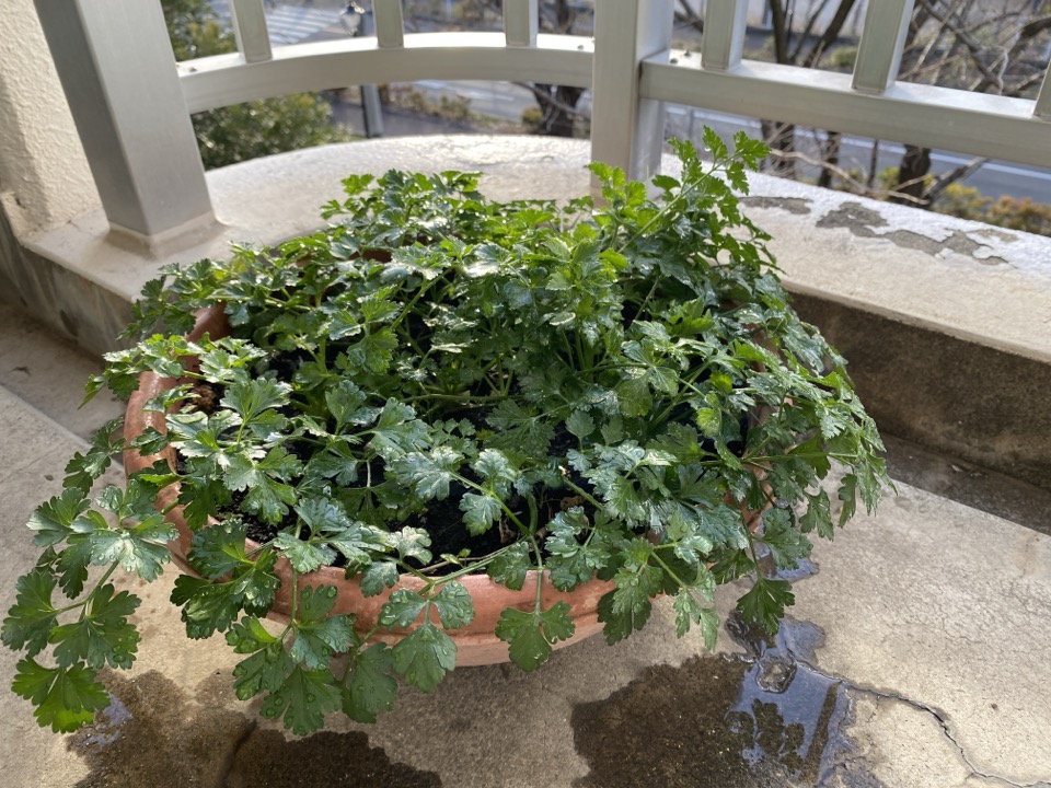 イタリアンパセリ