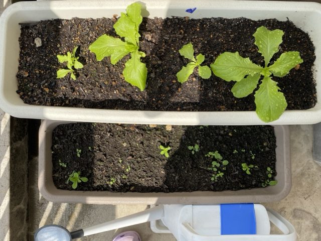 サムチュの水やり