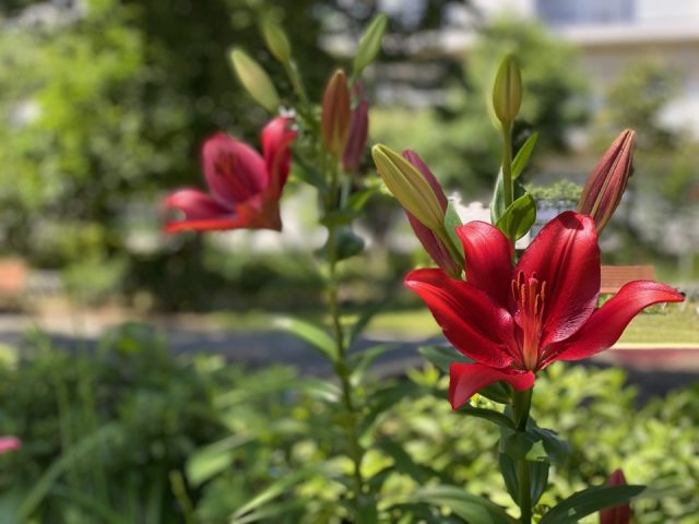 国立市三丁目の紅百合の花