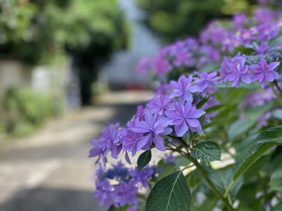 八重咲きの万華鏡アジサイ