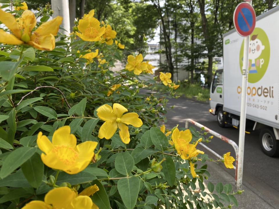 キンシバイの黄色い花