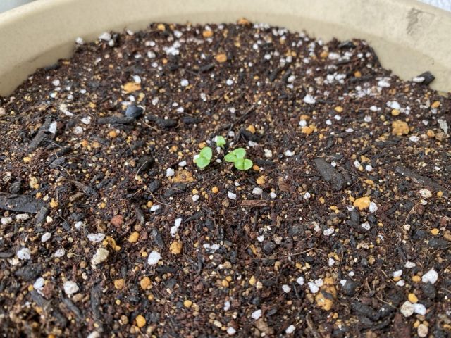 イタリアンパセリの芽