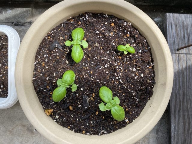 バジルの芽