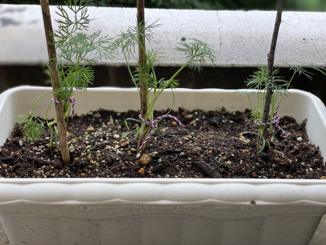 ディルに支柱を付けたところ