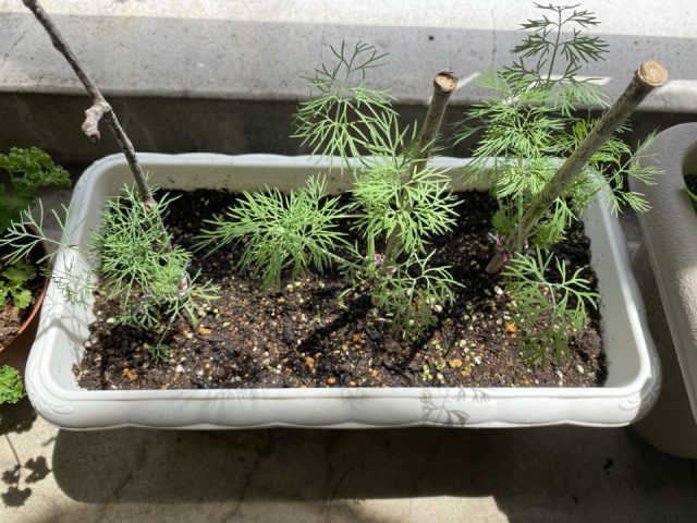 ベランダ栽培のディル