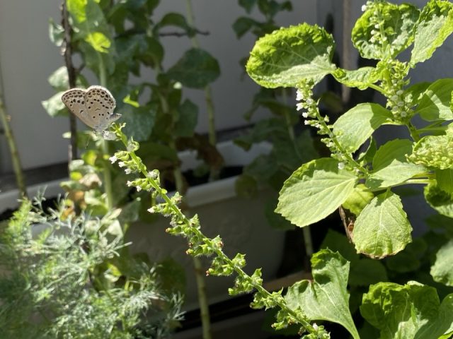 大葉の花に蝶が到着