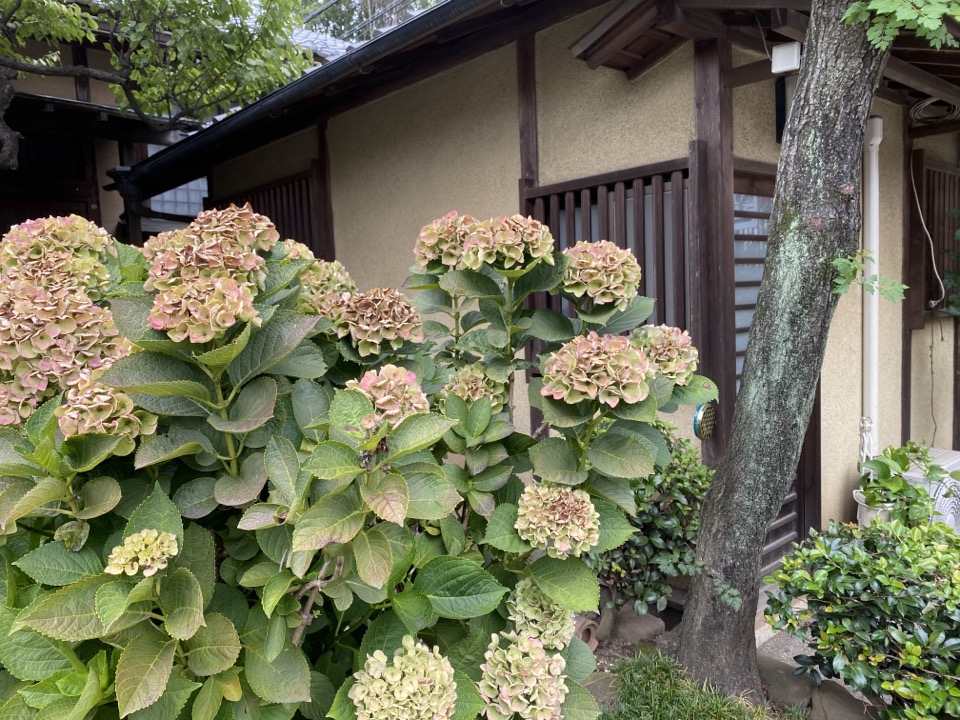 「アトリエ関」帽子店裏の紫陽花