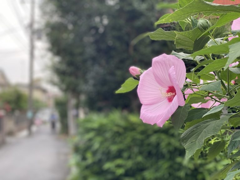 府中市の道に咲いてた花