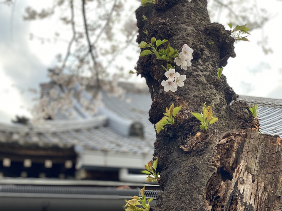 光西寺の桜