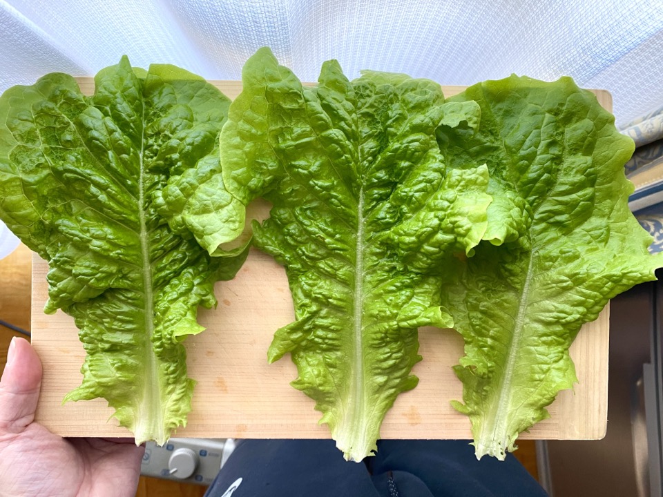 収穫したサムチュ