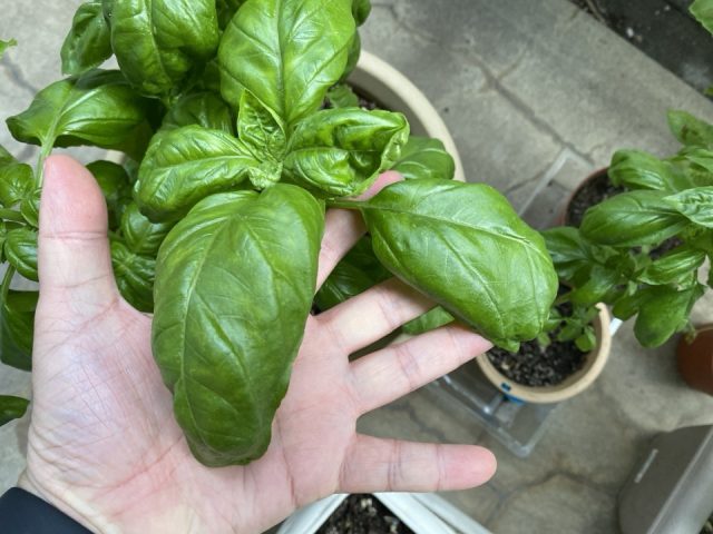 大きいバジルの葉