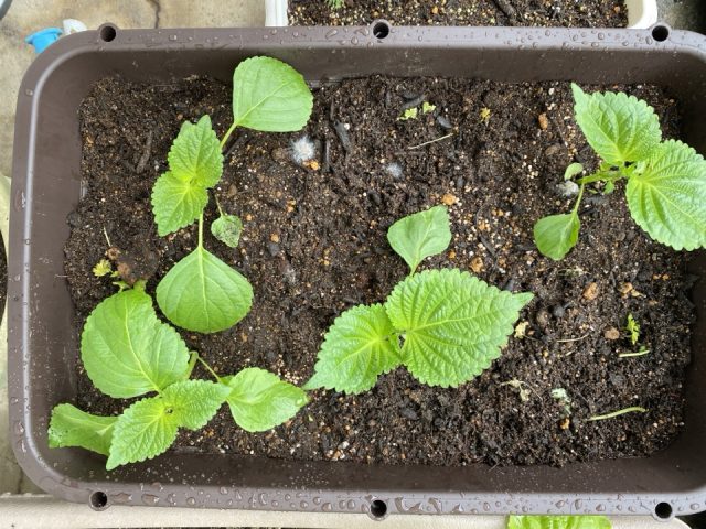 エゴマの葉を摘芯したところ