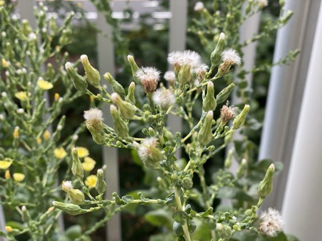 サムチュの花から種ができる