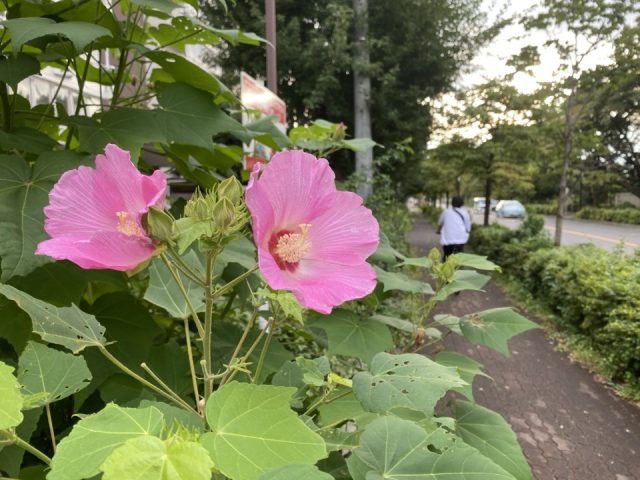 ハイビスカス